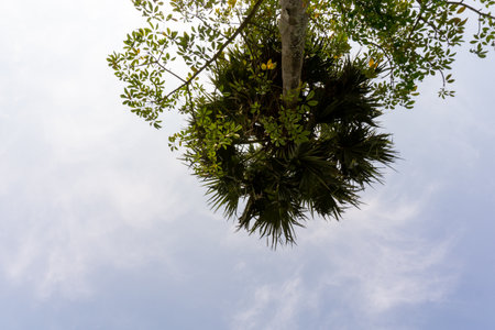 A palm tree stands tall in the blue sky. The blue sky of Bangladesh.の写真素材