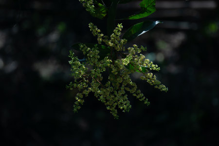 The tree is covered with mango buds. Close-up image of mango bud. Can be used as a beautiful background.の写真素材