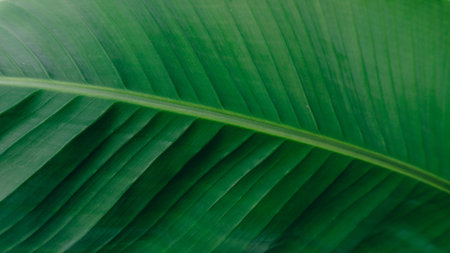 Naturally arranged banana leaves. Green banana leaf background texture.