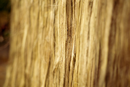 The soaked jute is being dried in the sun. Closeup image of jute. Jute is a type of bast fiber plant. Jute is the main cash crop in Bangladesh.の写真素材