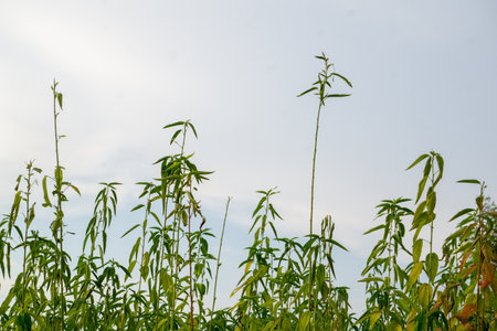 Green jute field. The jute is being dried on the ground. Jute is a type of bast fiber plant. Jute is the main cash crop of Bangladesh.の写真素材