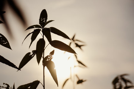 Jute trees peeking into the sky. The sun is sinking between the jute leaves.の写真素材