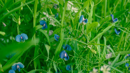 Flowers of various colors have bloomed in the crop fields of Bangladesh. White coriander flower, yellow mustard flower, blue pea flower blooming on green background.の写真素材