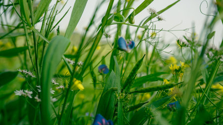 Flowers of various colors have bloomed in the crop fields of Bangladesh. White coriander flower, yellow mustard flower, blue pea flower blooming on green background.の写真素材