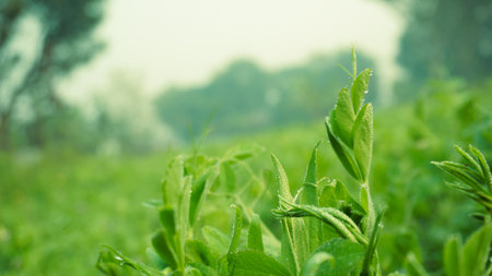 Common vetch is Vicia sativa. Close-up photo of pea leaves, pea flowers. The pea-like flowers of vicia sativa grow from the middle to upper leaf nodes, one, two or three blooms per node.の写真素材