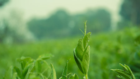 Common vetch is Vicia sativa. Growing pea fields in Asian continental climates. Close-up photo of pea leaves, pea flowers.の写真素材