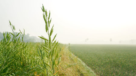 Mustard is a dicotyledonous plant of the Brassica or Crucifera family. It is an oilseed. Vast...