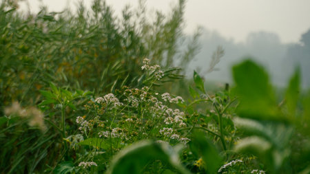 Coriander flower (coriander leaves). Coriander flower field of Bangladesh. Coriander flowers bloom from a delicate and feathery herb, commonly called cilantro, Chinese parsley, Mexican parsley, or coriander.の写真素材