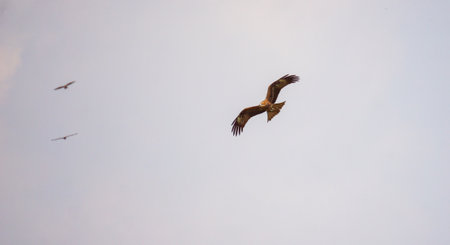 View of eagle flying in the sky. A huge eagle flies with wings spread.の写真素材