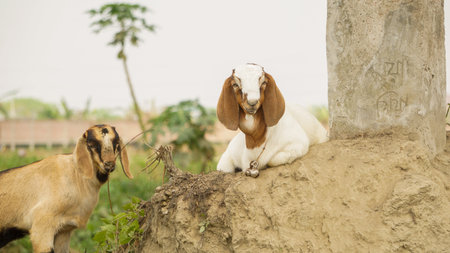 Two goat kids of Bangladeshi advanced breed. Baby goats look cute. Close-up photo of a quality goat.の写真素材