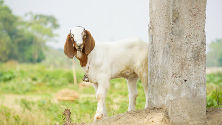 Bangladeshi advanced goat breed. The goat is looking sweet. Close-up photo of a quality baby goat.の写真素材
