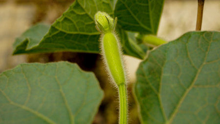 Green pumpkin flower buds. A natural background.の写真素材