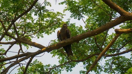 A huge eagle is sitting on a tree branch. An eagle on a blue sky and green background.の写真素材