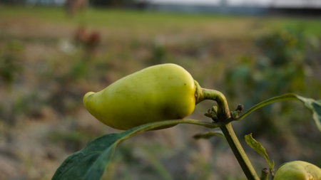 Gypsy sweet pepper plants. Hungarian yellow wax sweet pepper (Capsicum annual). A healthy large pepper from the garden.の写真素材