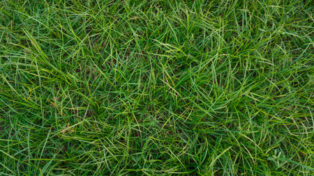 Beautiful background of green grass. Green grass field.の写真素材