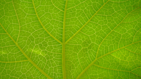 Close up green leaf texture background. A natural Flat green leafs textures.