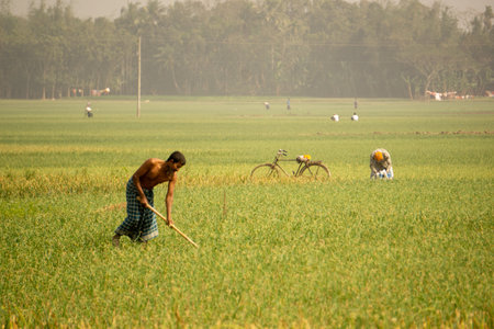 Landscape of agricultural fields in Bangladesh. Onion farms in South Asia. Farmer working in onion field. Village- Pangsha, City - Rajbari. Photo Taken February 2, 2023.の写真素材