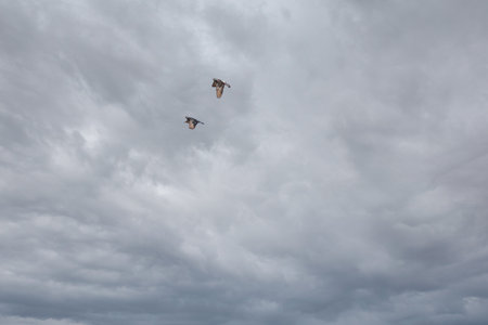 Two pigeons are flying and playing hide and seek with white and black clouds.の写真素材