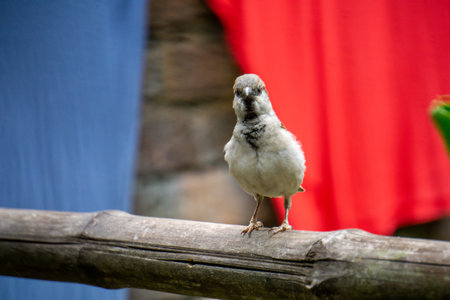 Birds of Bangladesh. A sparrow is sitting on a bamboo in the courtyard of the house.の写真素材