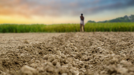 Farmers of Bangladesh. A farmer is cultivating the soil by tilling the land. Paddy field behind. The...