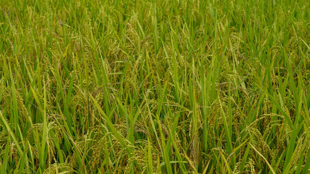 Rice fields of Bangladesh. Better quality narrow rice seeds. An enhanced image of green raw ripe rice seeds.の写真素材