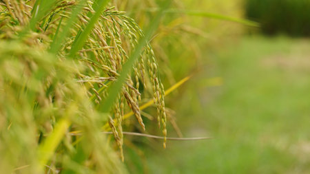 Better quality narrow rice seeds. An enhanced image of green raw ripe rice seeds.の写真素材