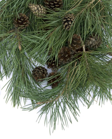 Pine branch branches with cones on a white backgroundの写真素材
