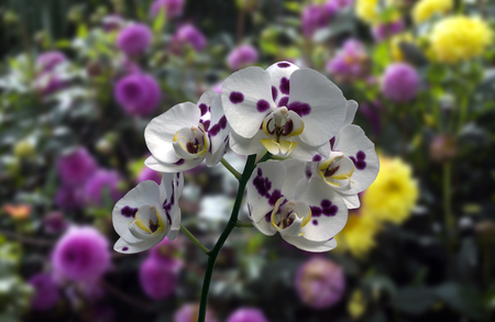 Phalaenopsis orchid blur various flawers background white leaf blossoms yellow green stemの写真素材