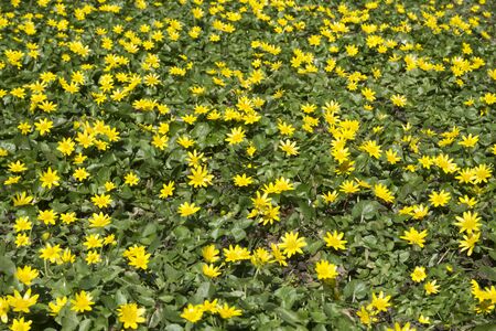 yellow anemone windflower whole throughout close upの写真素材