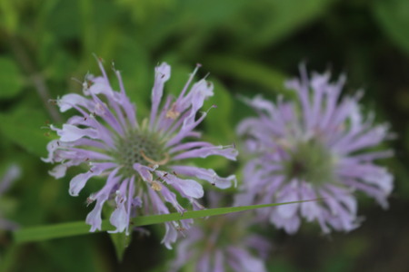 Macro Photo of Purple Wild Flowersの写真素材