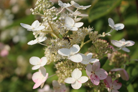 White Flower Macroの写真素材