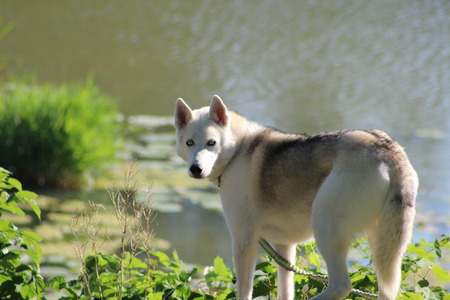 siberian husky outsideの写真素材