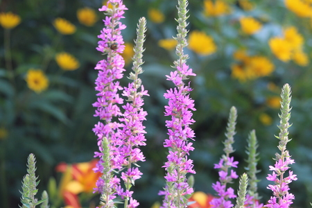 purple lupin flowerの写真素材
