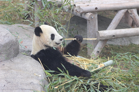 bamboo eating stalks of bambooの写真素材