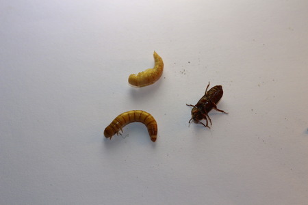 Meal worm life cycle showing the pupae, beetle, and the meal worm itselfの写真素材