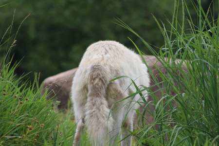 Arctic wolf in the summer timeの写真素材