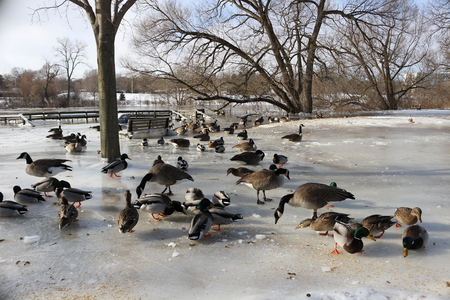 mallard ducks feeding in the winter timeの写真素材