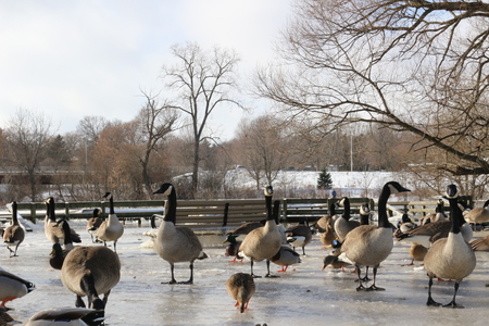 geese and ducks in the winterの写真素材