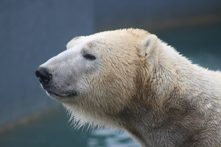 polar bear that looks a bit sad conservation is essential for this speciesの写真素材