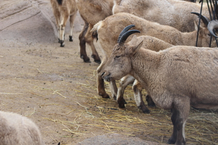 The West tur which is a mountain goat type animalの写真素材