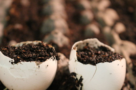 eco friendly ways to grow seeds and help the environment. egg shells are wasted every day for people who eat thm for breakfastの写真素材