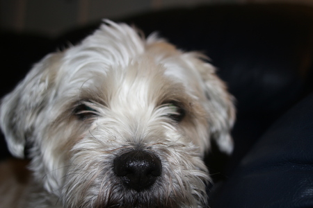 Shih tzu dog is look very sad laying downの写真素材