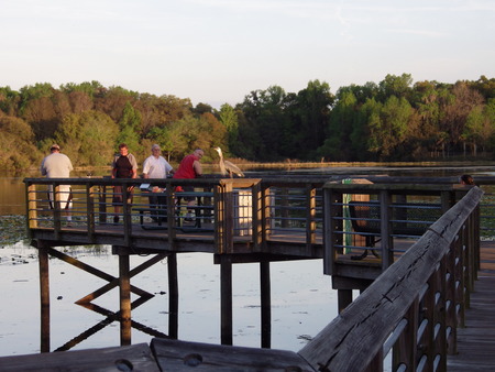 March 08 2015, Miami Florida: Tourists overlook a walking peak into a swamp where many alligators live. Although dangerous alligators and other animals prove to be a great tourist attraction in Florida.のeditorial素材