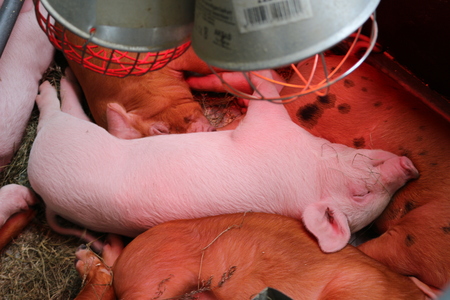 Young pigs sleeping in the barnの写真素材