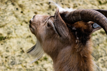 White and brown goat portrait, blurry backgroundの写真素材