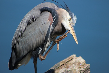 Portrait of a Great Blue Heron Ardea herodiasの写真素材