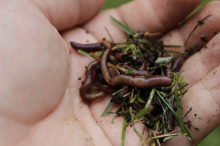 Earth worms known as red wigglers in a mans hand. these worms are used for bait and to compost...