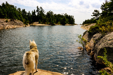 Siberian Husky on the shores of lake looking very majesticの写真素材