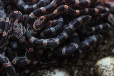 Pile of baby corn snakes that just hatched out of egg