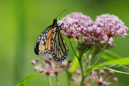 Endangered monarch butterflyの写真素材